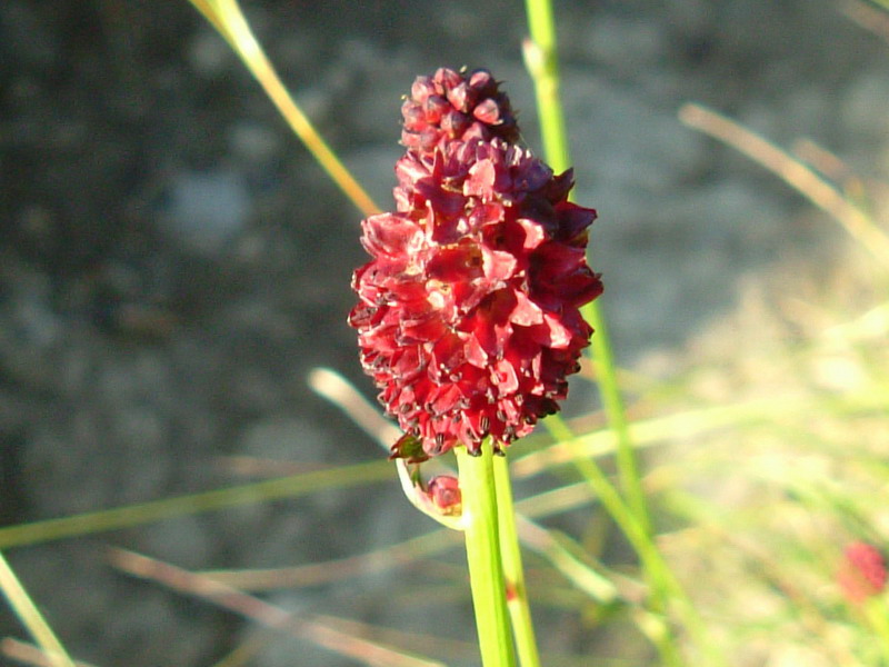 Sanguisorba officinalis / Sanguisorba, salvastrella maggiore